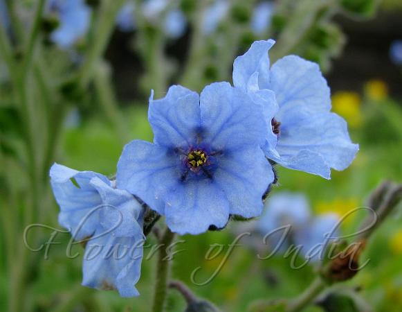 Malabar Hill Borage
